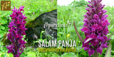 What is Salam Panja or Hatta Haddi or Dactylorhiza hatagirea